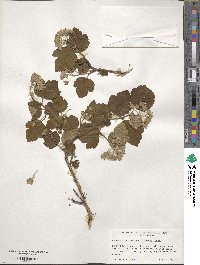 Physocarpus malvaceus image