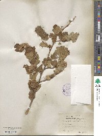 Physocarpus malvaceus image