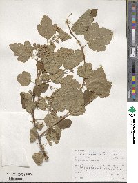 Physocarpus malvaceus image