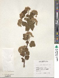 Physocarpus malvaceus image