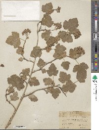 Physocarpus malvaceus image