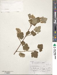 Physocarpus malvaceus image