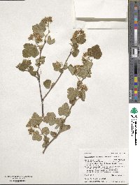 Physocarpus malvaceus image