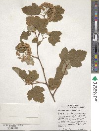 Physocarpus malvaceus image