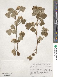 Physocarpus malvaceus image