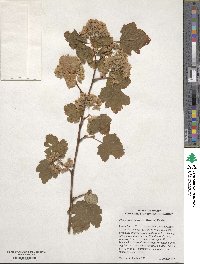 Physocarpus malvaceus image