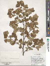 Physocarpus malvaceus image