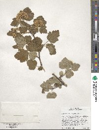 Physocarpus malvaceus image