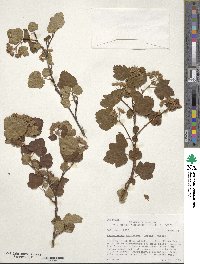 Physocarpus malvaceus image