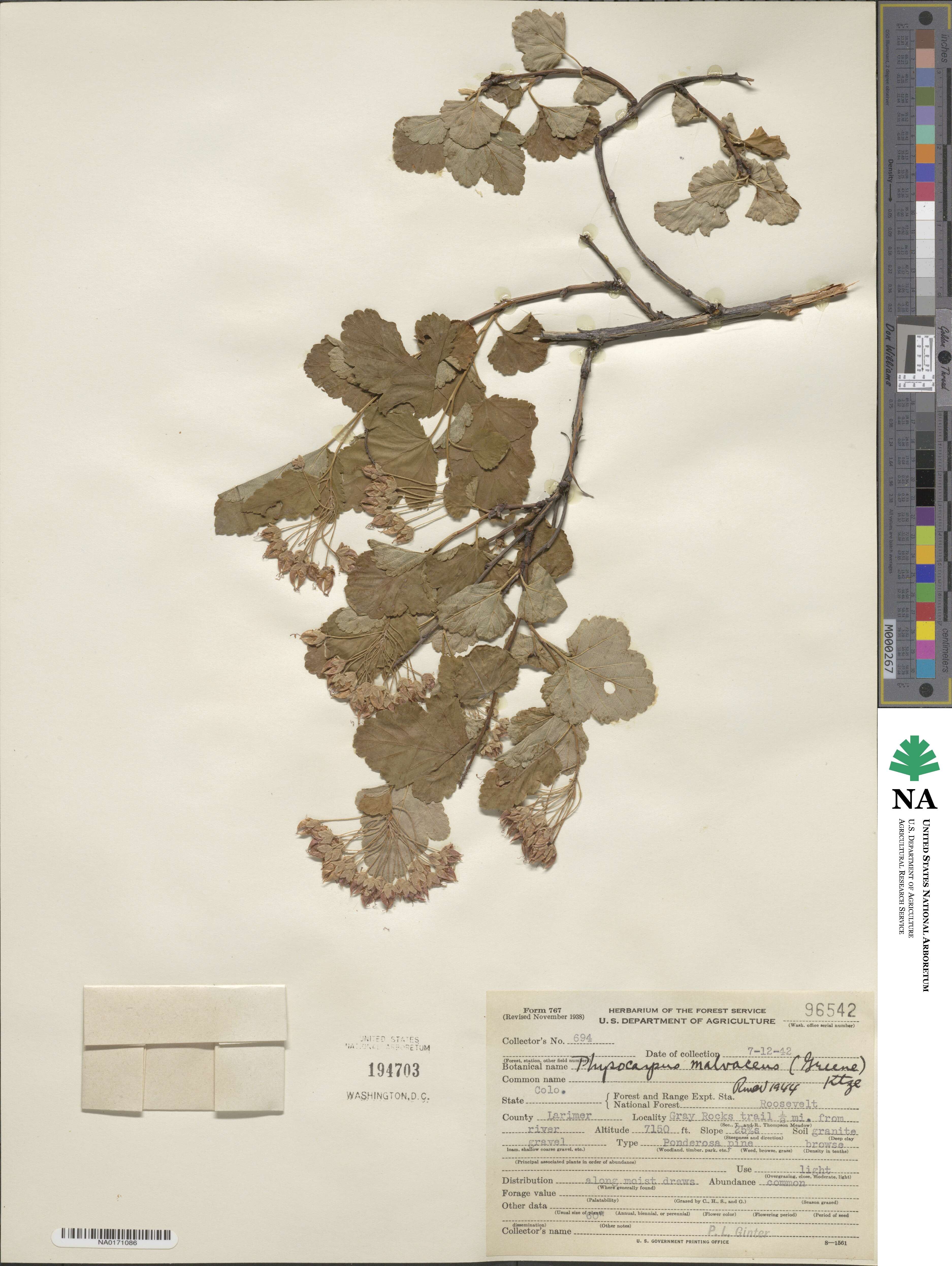 Physocarpus malvaceus image