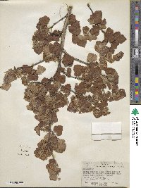 Physocarpus malvaceus image