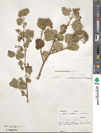 Physocarpus malvaceus image