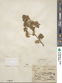 Physocarpus malvaceus image