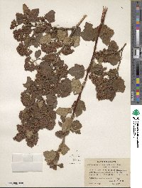 Physocarpus malvaceus image