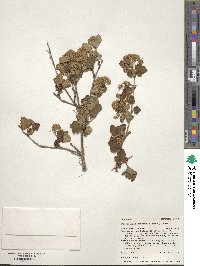 Physocarpus monogynus image