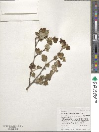 Physocarpus monogynus image