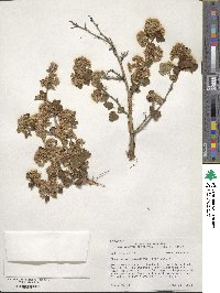 Physocarpus monogynus image