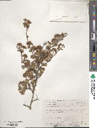 Physocarpus monogynus image