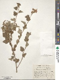 Physocarpus monogynus image