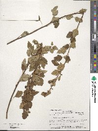 Physocarpus monogynus image