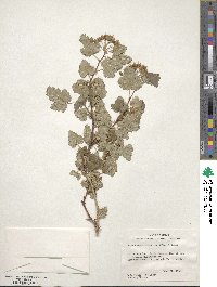 Physocarpus monogynus image