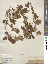 Physocarpus monogynus image