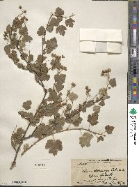 Physocarpus monogynus image