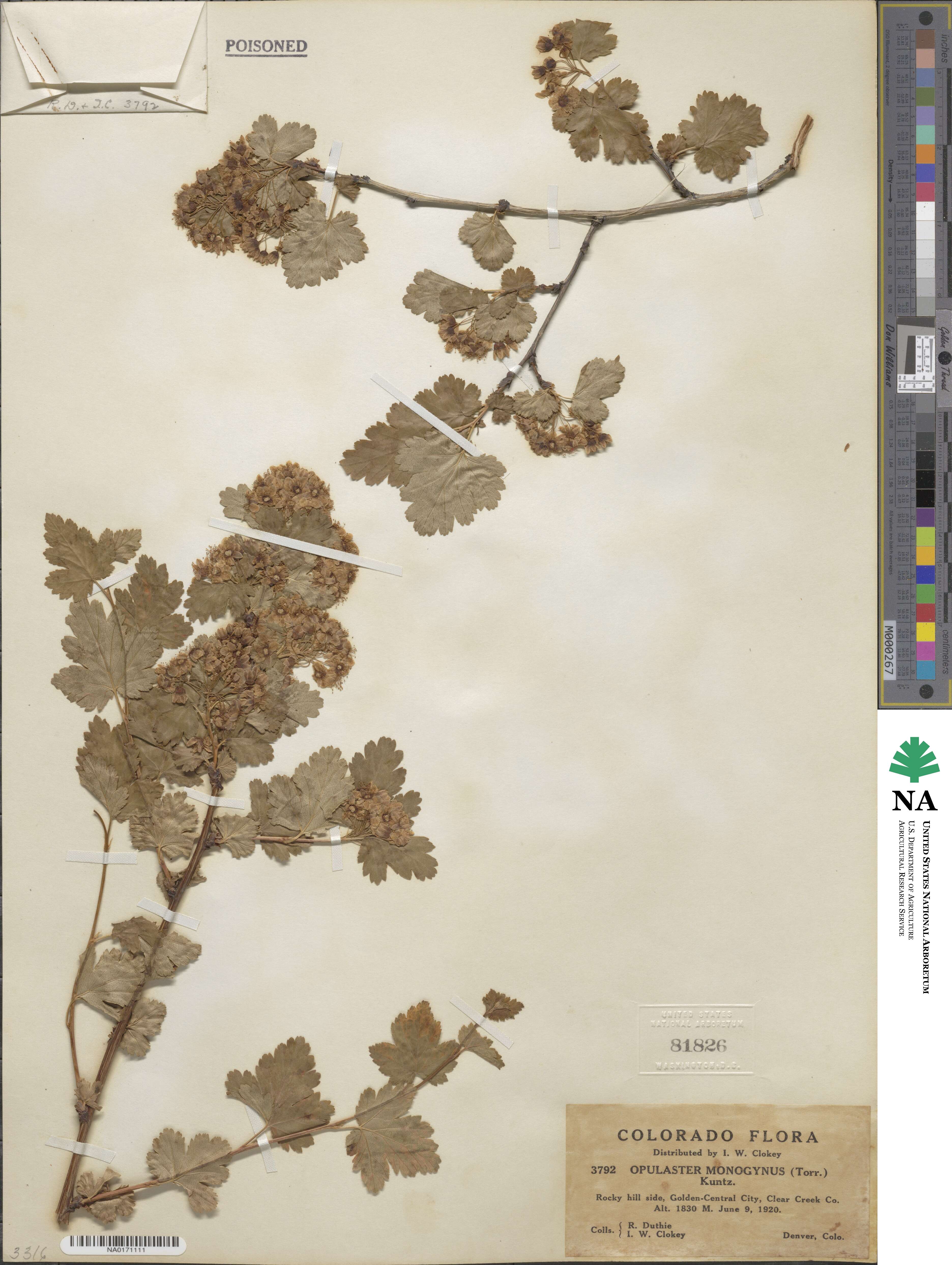 Physocarpus monogynus image
