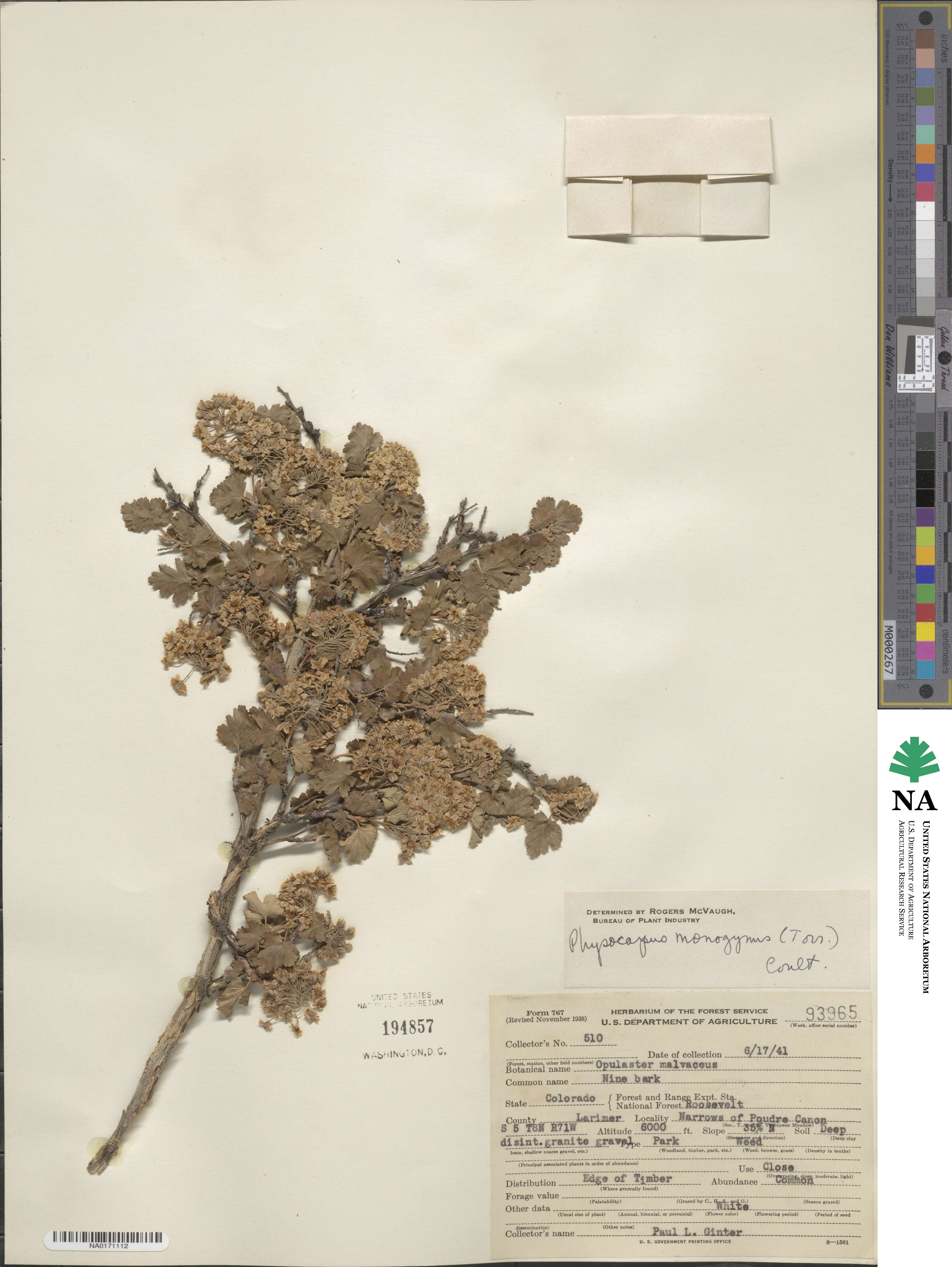 Physocarpus monogynus image