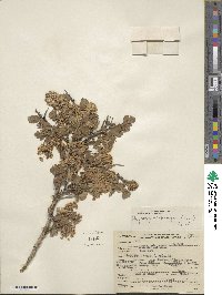 Physocarpus monogynus image