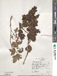 Physocarpus opulifolius image