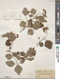 Physocarpus opulifolius image