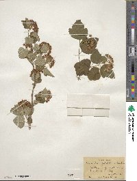 Physocarpus opulifolius image