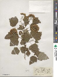 Physocarpus opulifolius image