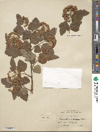 Physocarpus opulifolius image