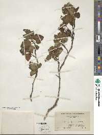 Physocarpus opulifolius image