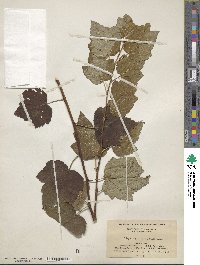 Physocarpus opulifolius image