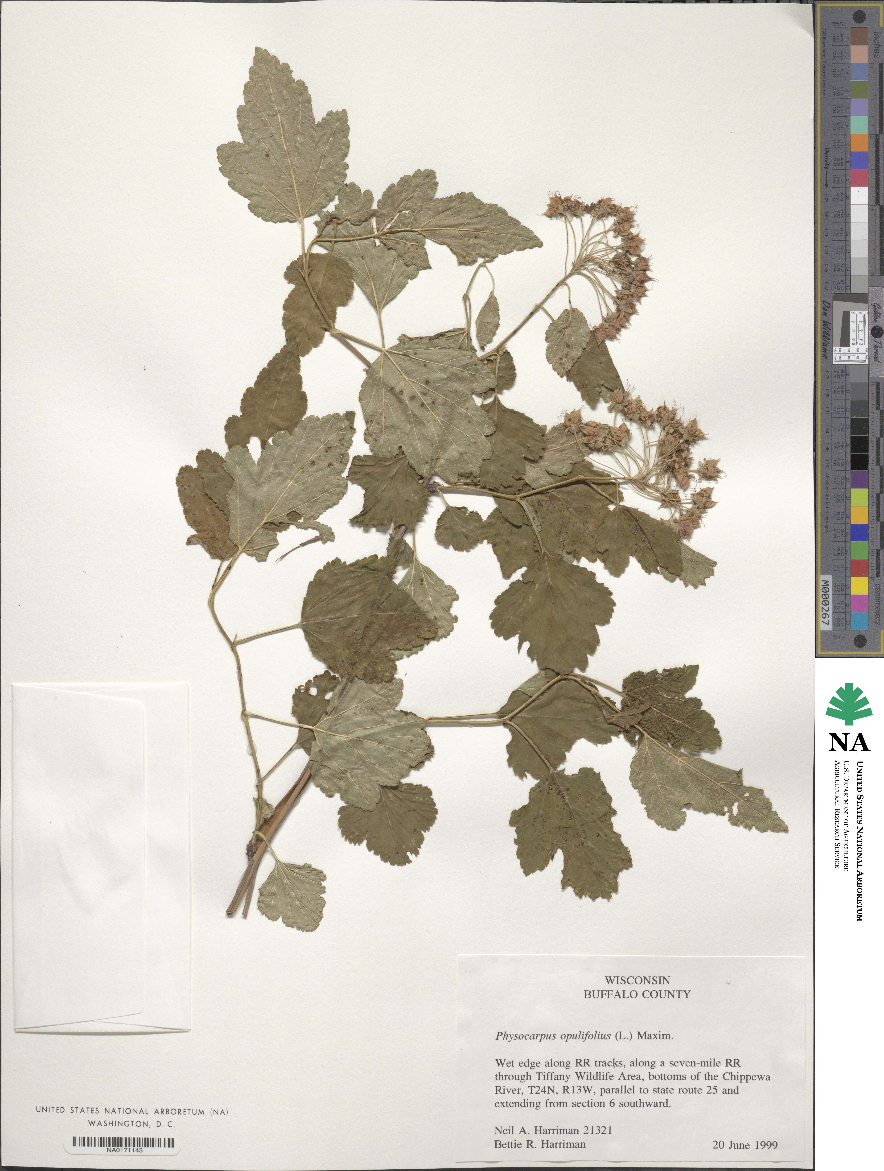 Physocarpus image