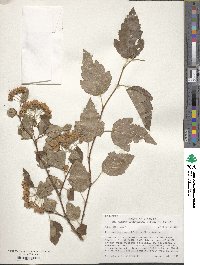 Physocarpus opulifolius image