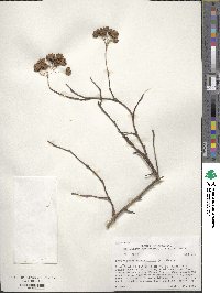 Physocarpus opulifolius image