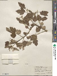 Physocarpus opulifolius image