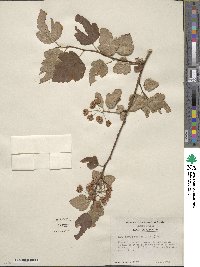 Physocarpus opulifolius image