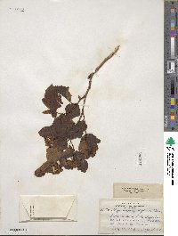 Physocarpus opulifolius image