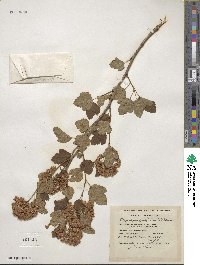 Physocarpus opulifolius image