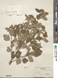 Physocarpus opulifolius image