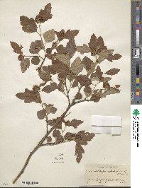 Physocarpus opulifolius image