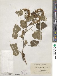 Physocarpus opulifolius image