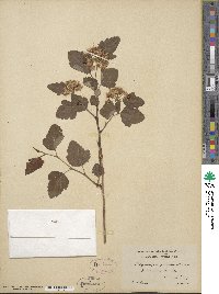 Physocarpus opulifolius image