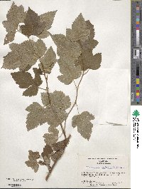 Physocarpus opulifolius image