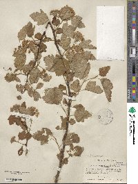 Physocarpus opulifolius image